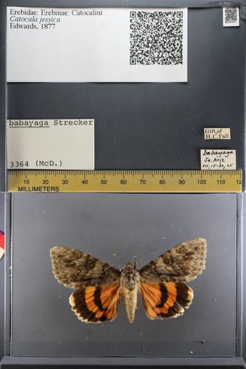 Media type: image;   Entomology 747971